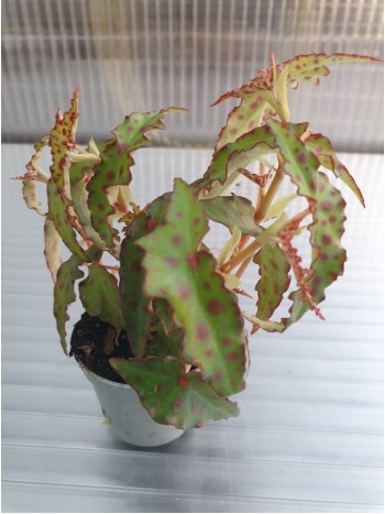 Begonia Amphioxos mini Begonia Amphioxos mini